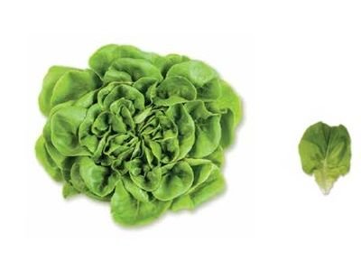 Salonova (Yeşil Gül)